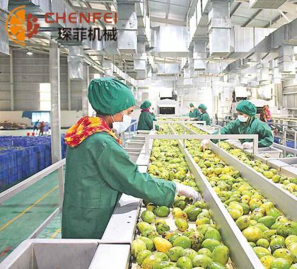 <b>芒果加工生産線</b>